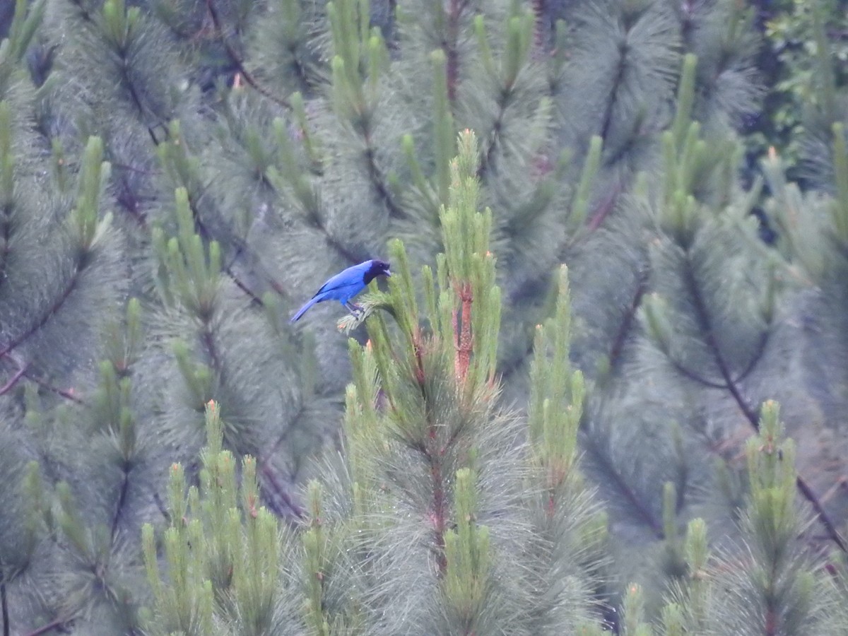 Azure Jay - ML645412807