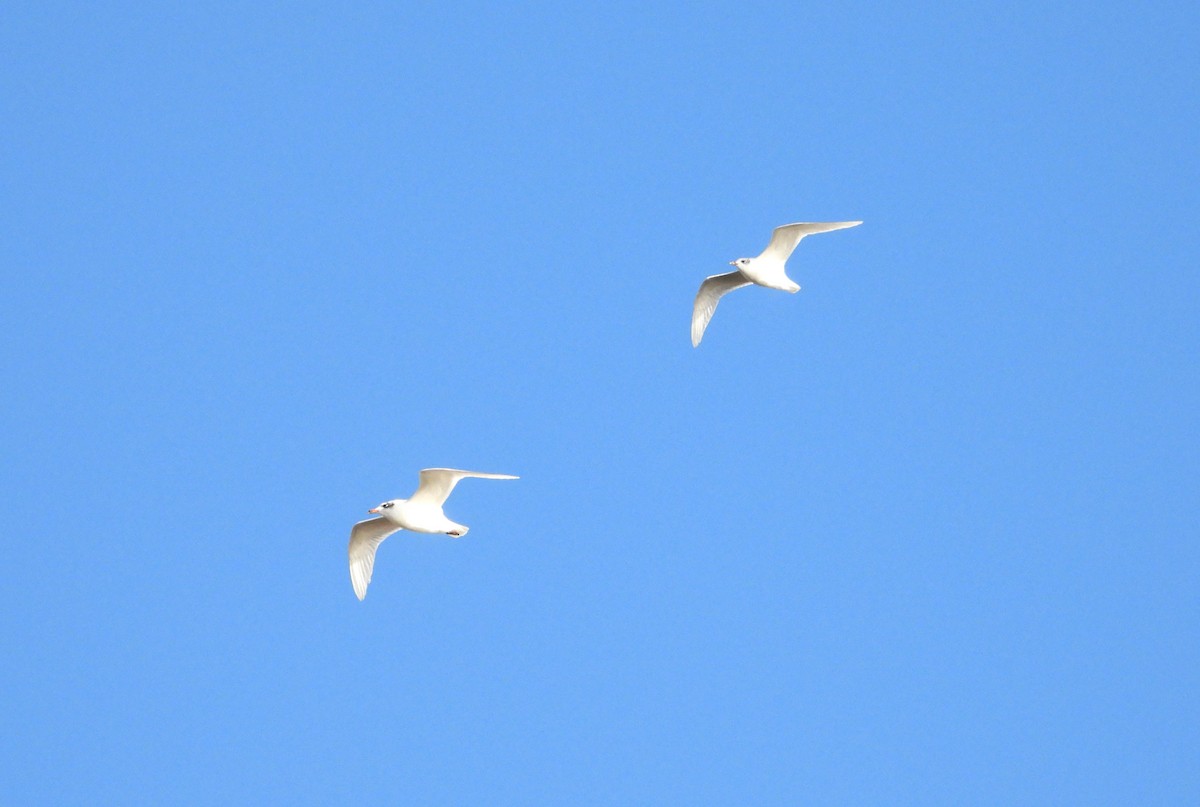 Mediterranean Gull - ML645412811