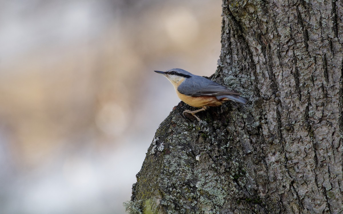 Eurasian Nuthatch - ML645412815