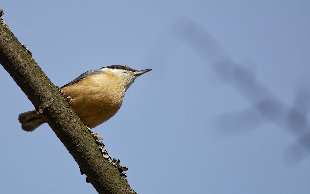 Eurasian Nuthatch - ML645412817