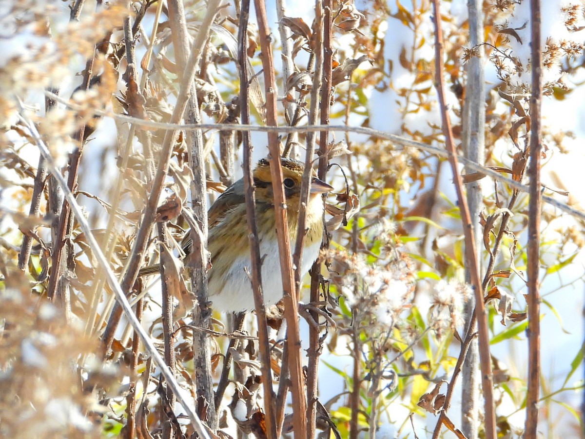 Chingolo de Nelson - ML645412819