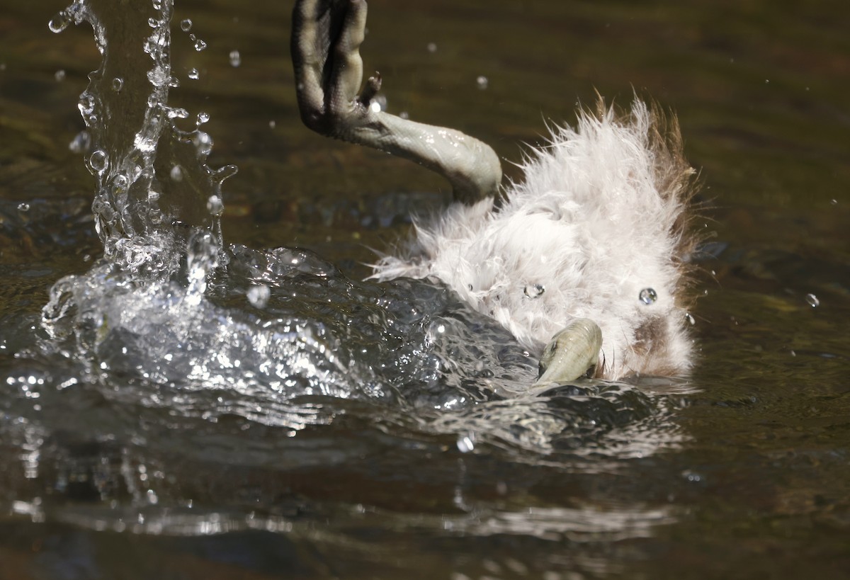 Tarro Maorí - ML645412820