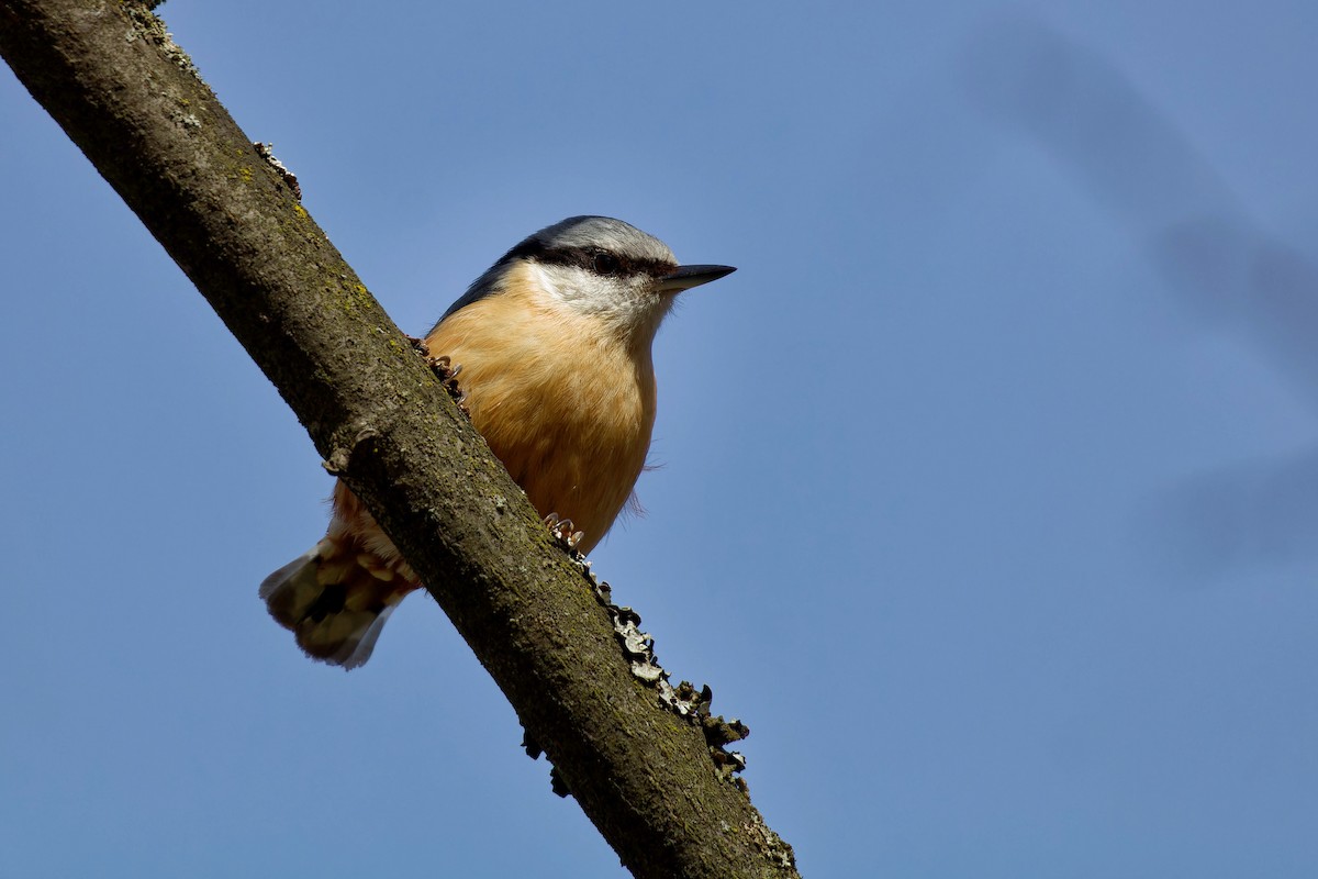 Eurasian Nuthatch - ML645412823