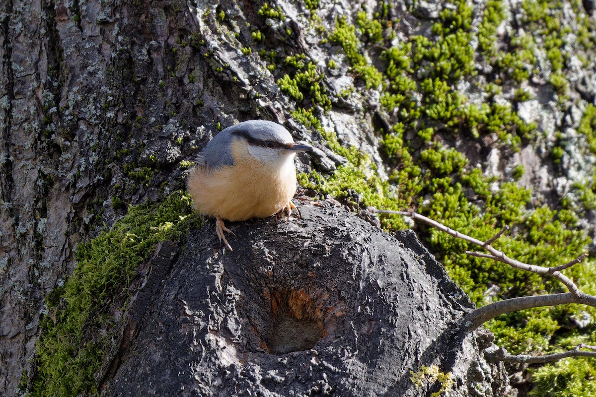 Eurasian Nuthatch - ML645412826