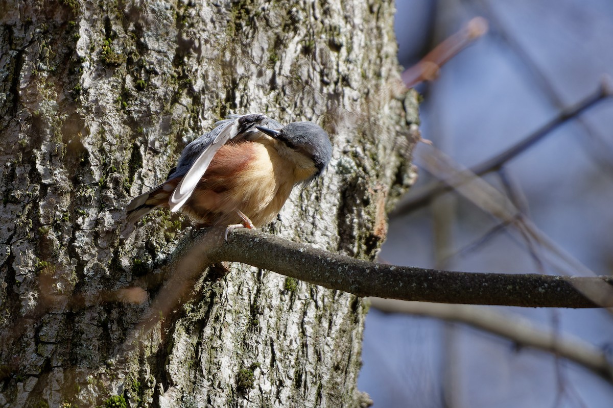 Eurasian Nuthatch - ML645412827
