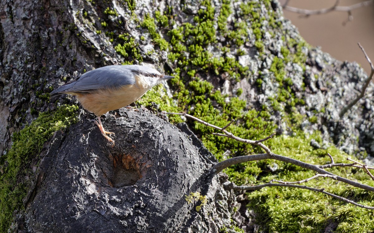 Eurasian Nuthatch - ML645412828