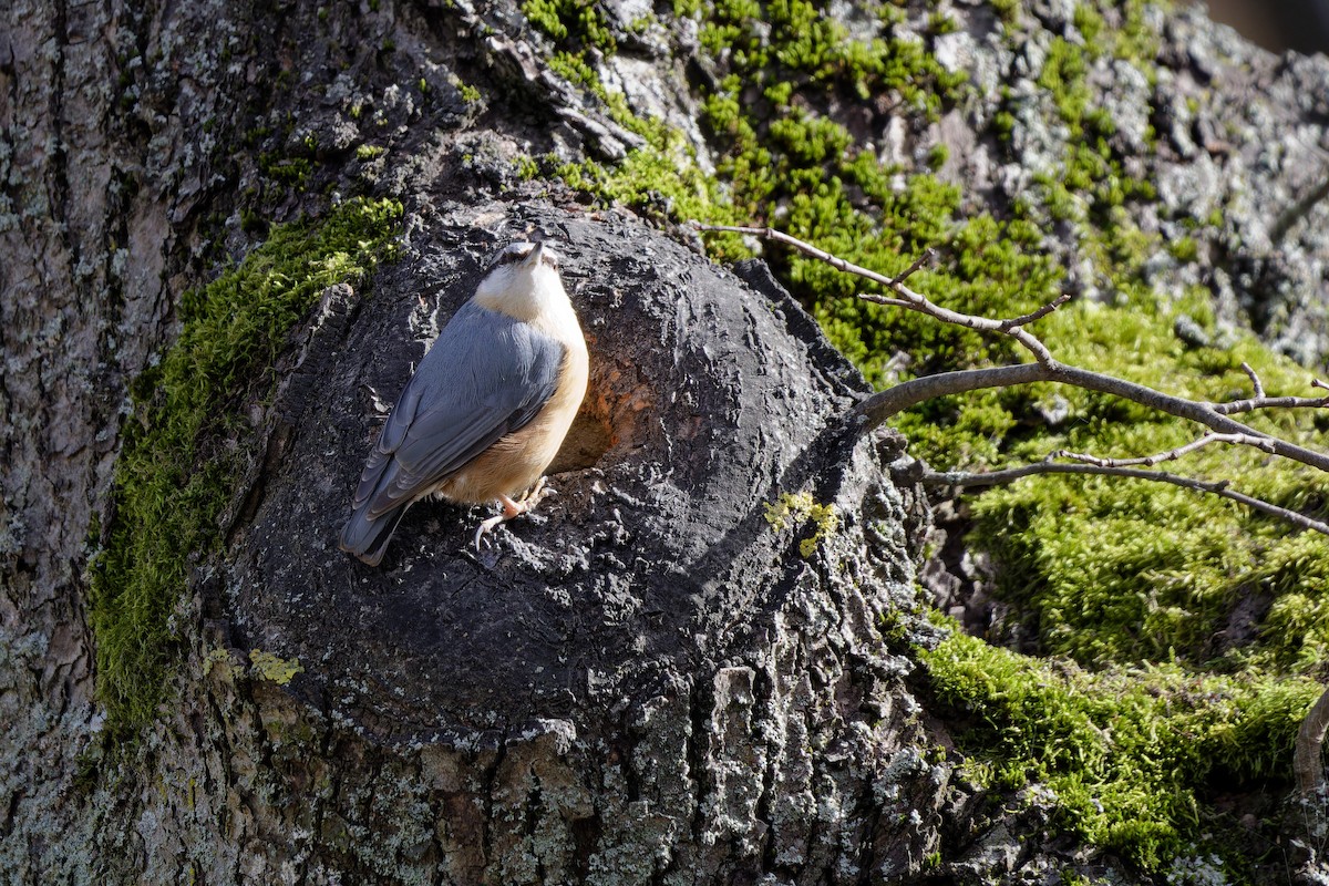 Eurasian Nuthatch - ML645412829