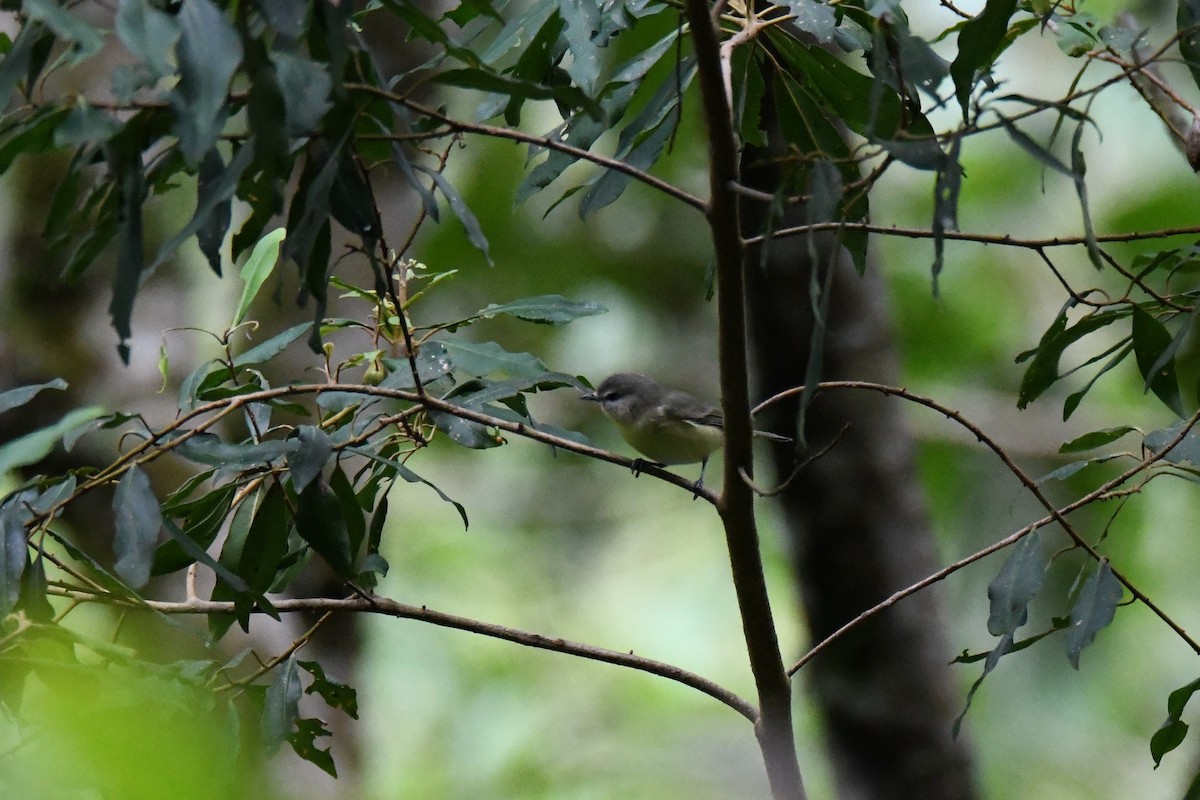 Bireo filadelfiarra - ML645412841