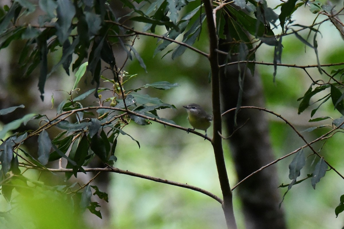 Bireo filadelfiarra - ML645412842