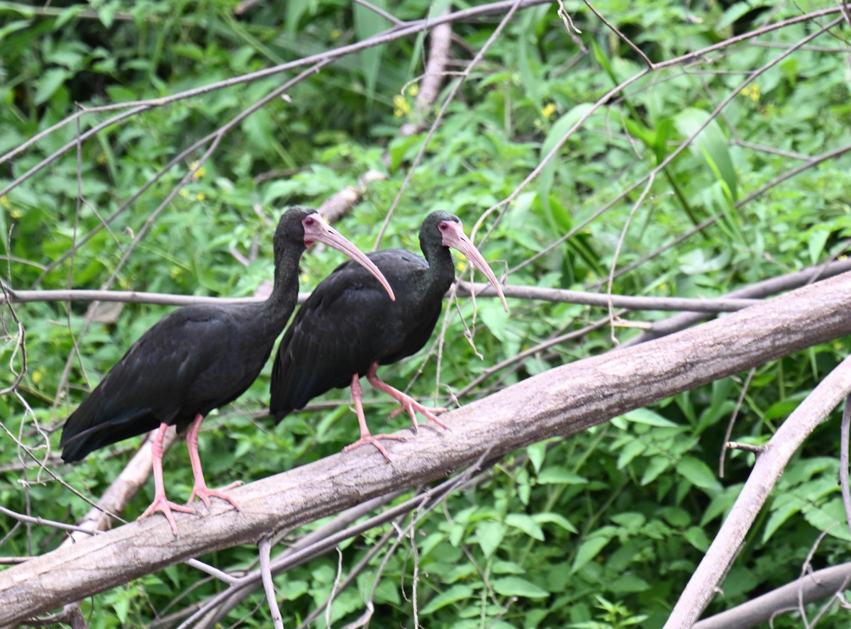 Ibis Afeitado - ML645412845