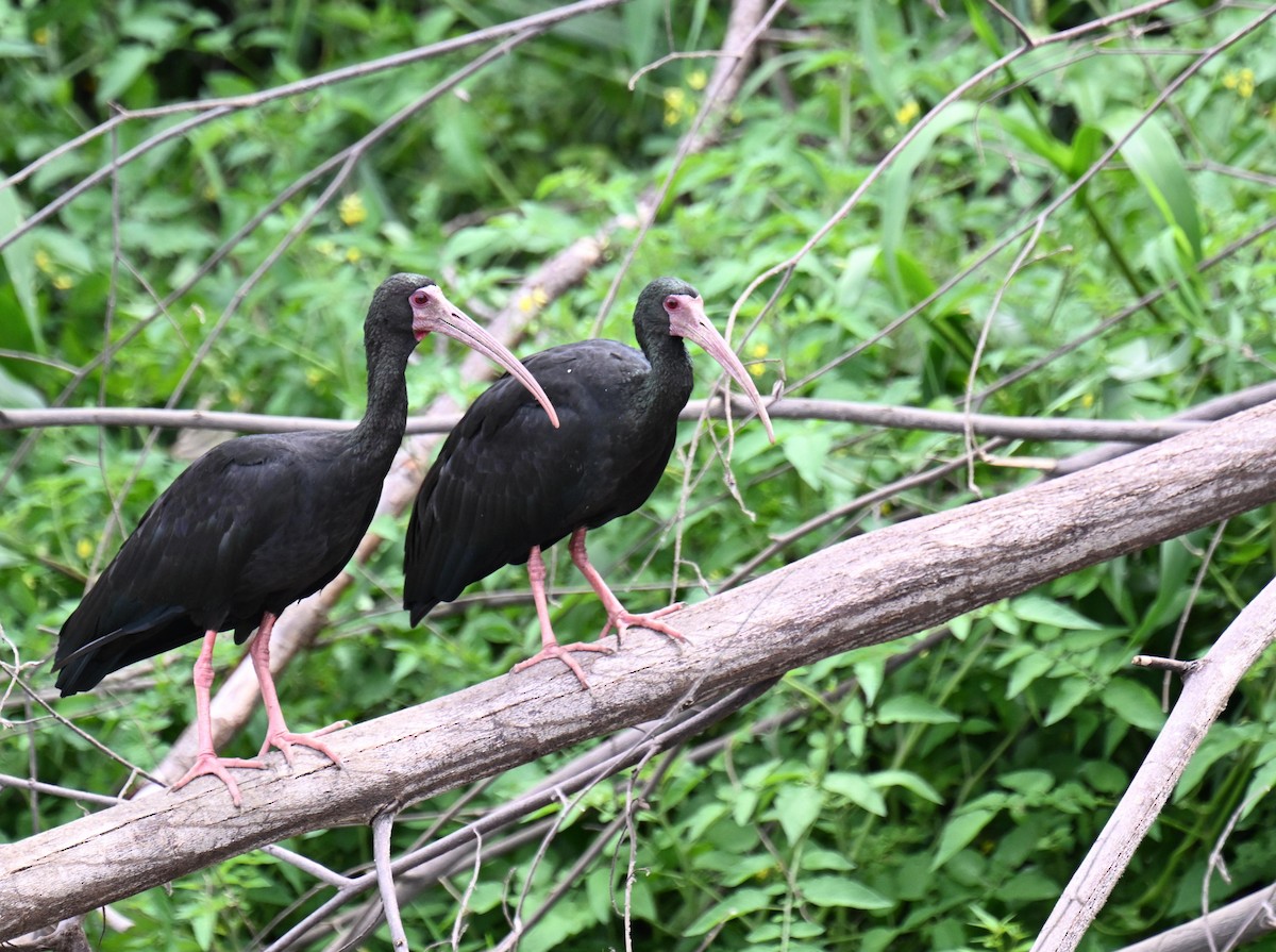 Ibis Afeitado - ML645412846