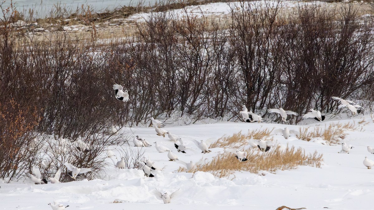 Moorschneehuhn - ML645412851