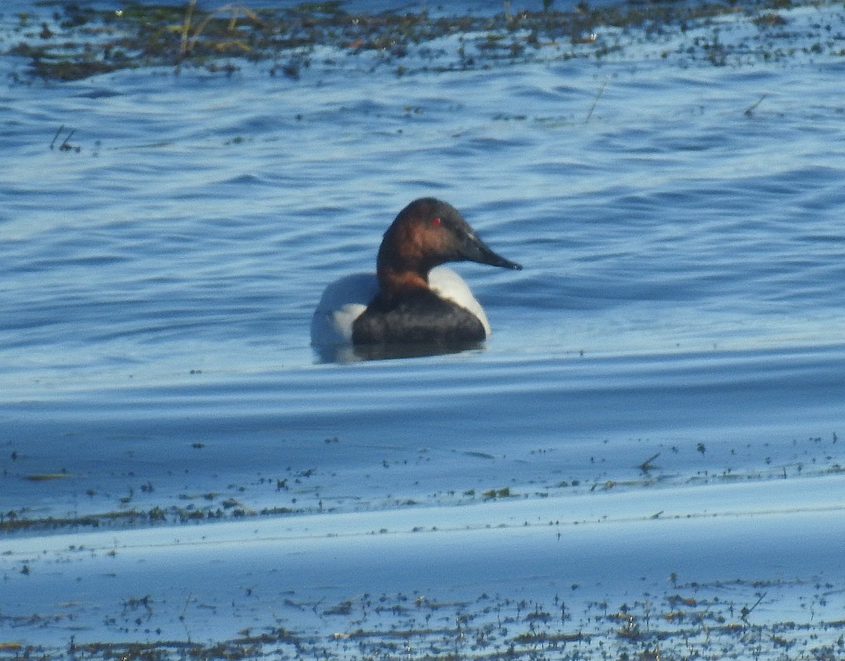 Murgilari bizkarzuria - ML645412855