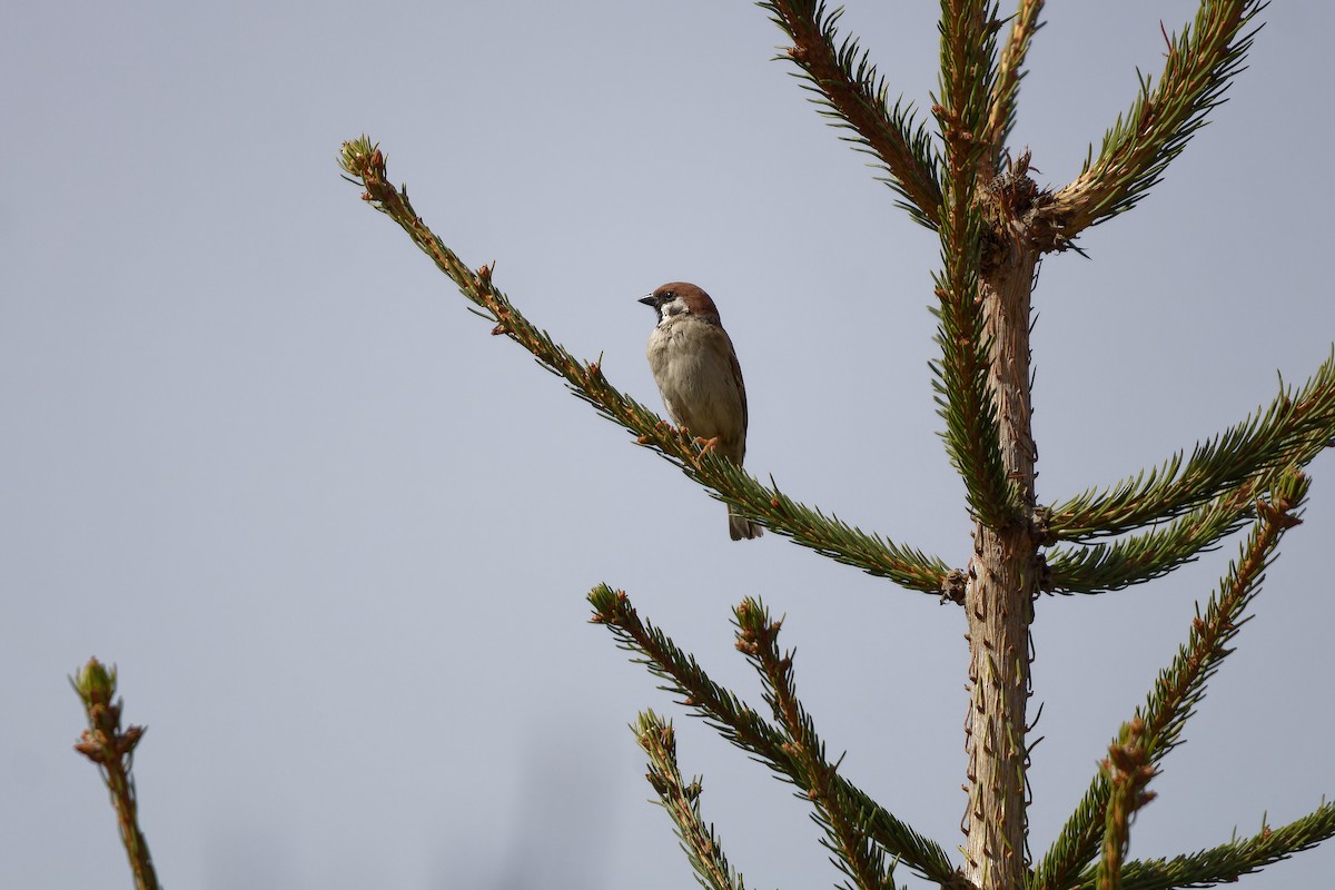 Ağaç Serçesi - ML645412862