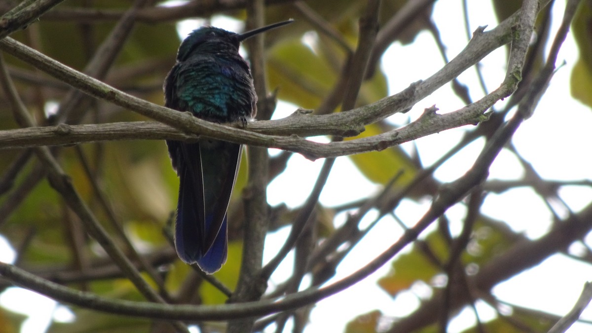 Sparkling Violetear - ML645412863