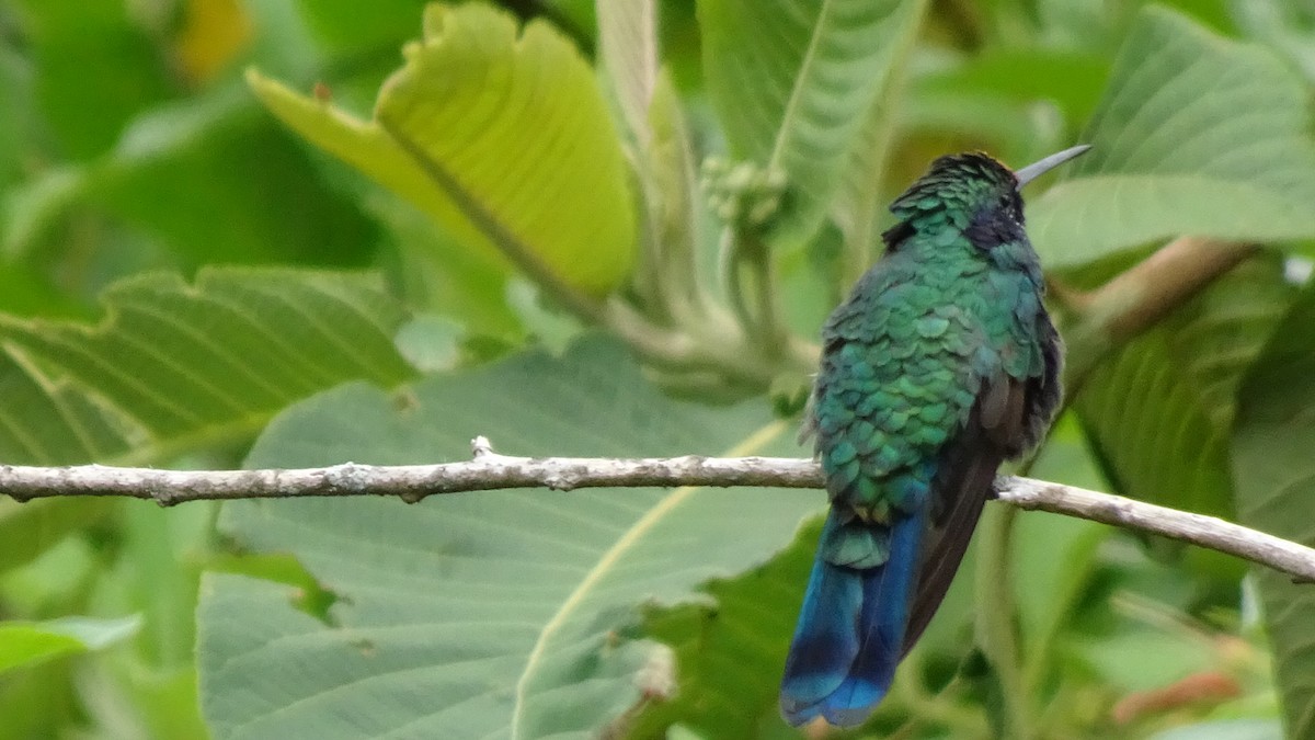 Sparkling Violetear - ML645412864