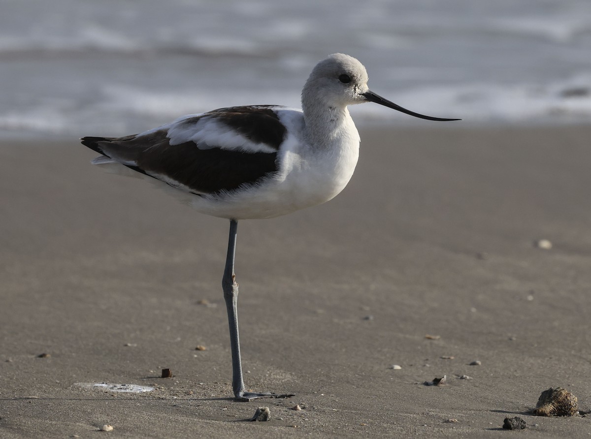 tenkozobec americký - ML645412869