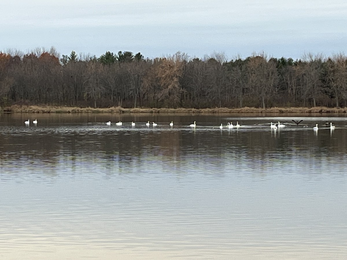 Trumpeter Swan - ML645412871