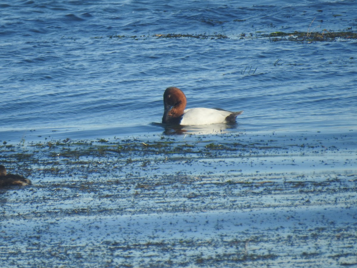 Murgilari bizkarzuria - ML645412875