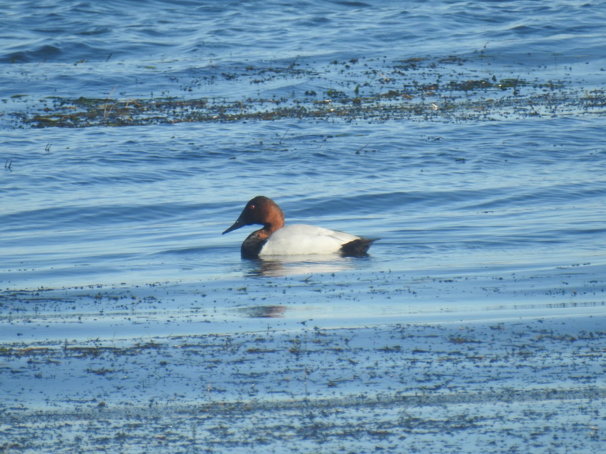 Murgilari bizkarzuria - ML645412876