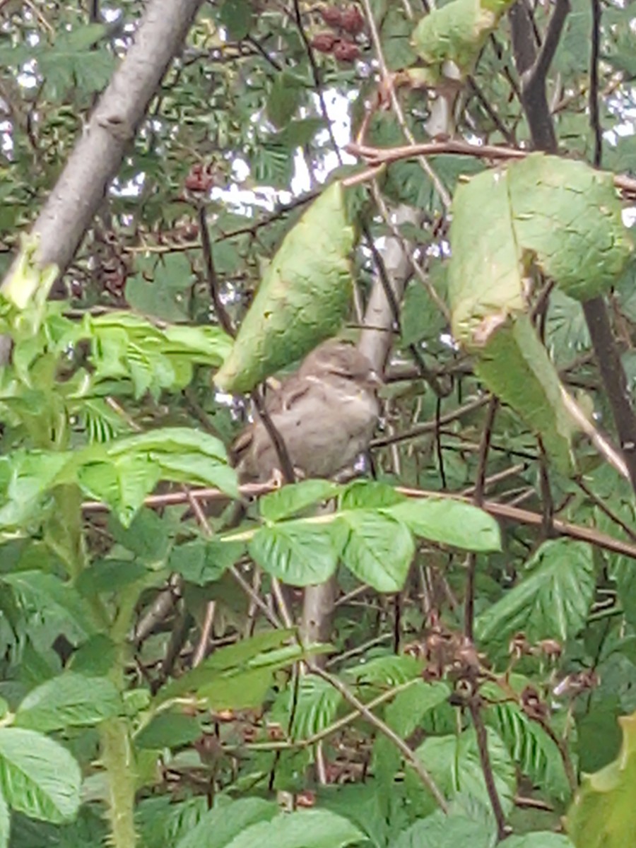 דרור הבית - ML645412879