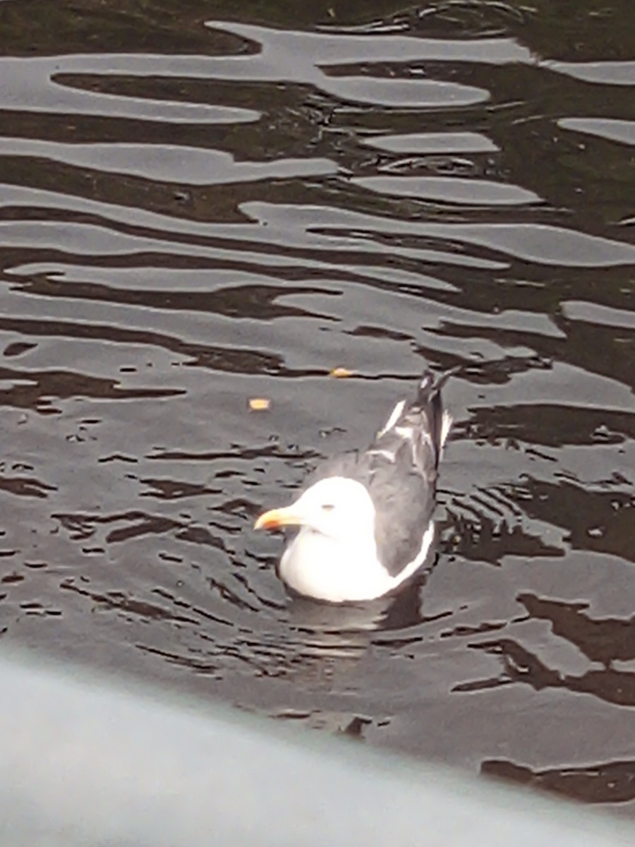 Zafferano - ML645412880