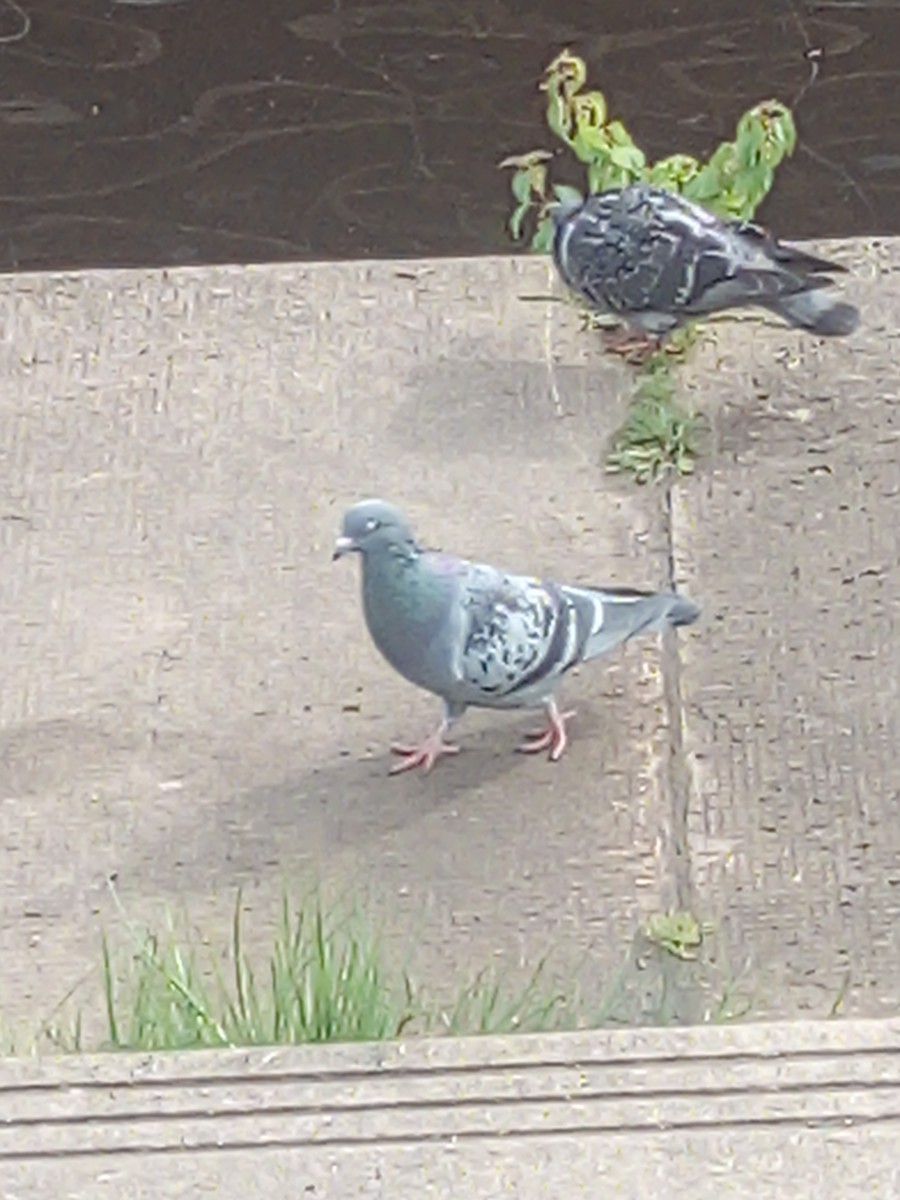 Haitz-usoa (etxekoa) - ML645412883