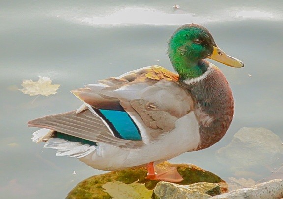 Mallard - ML645412884