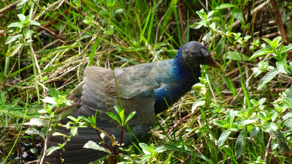 Малая султанка - ML645412887