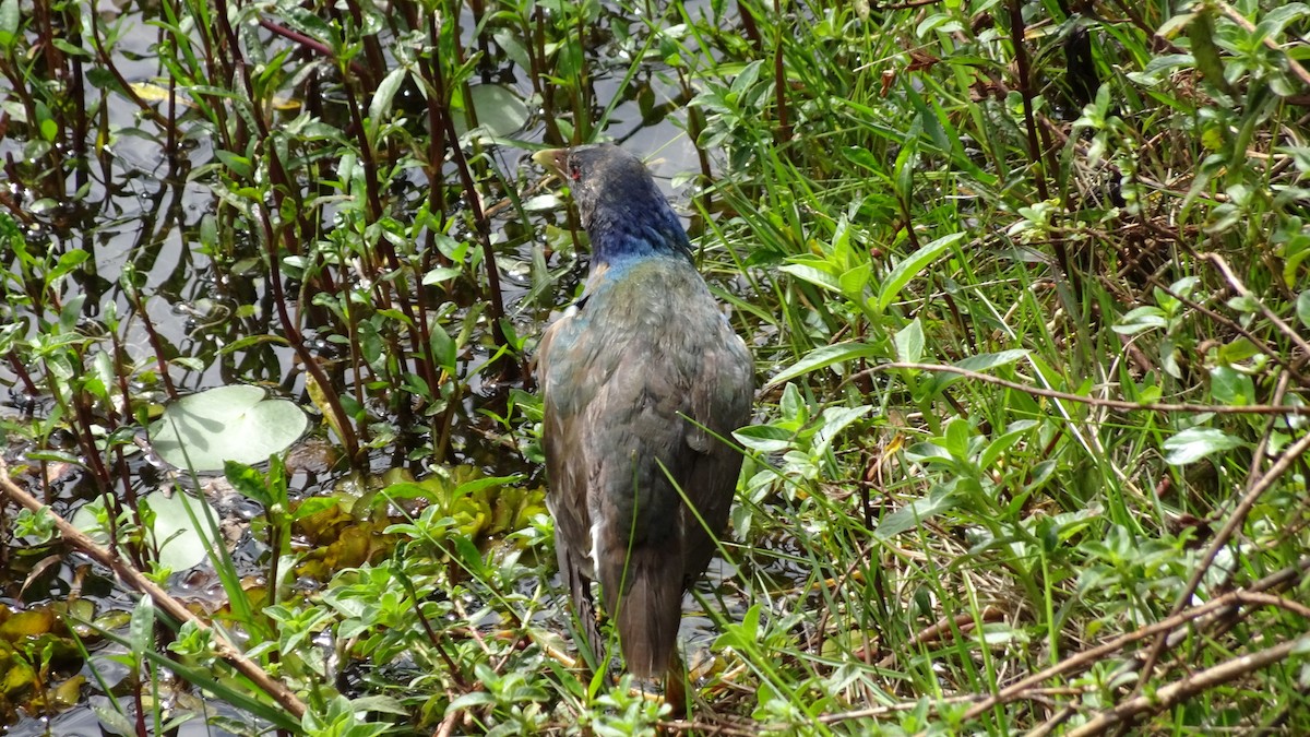 Малая султанка - ML645412888