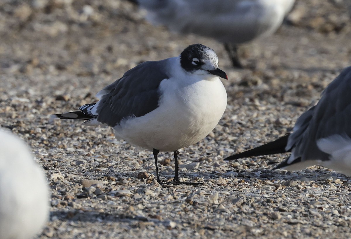 racek vnitrozemský - ML645412890