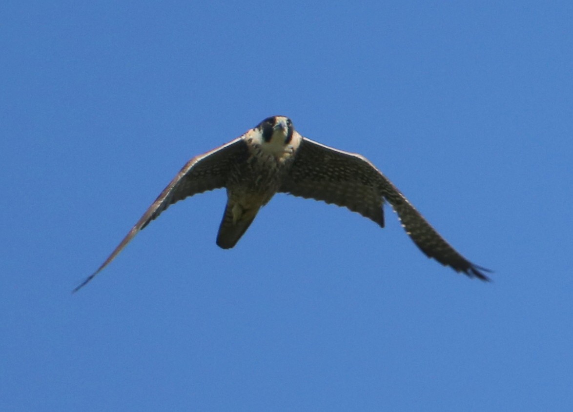 sokol stěhovavý - ML645412892