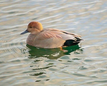 Gadwall - ML645412895