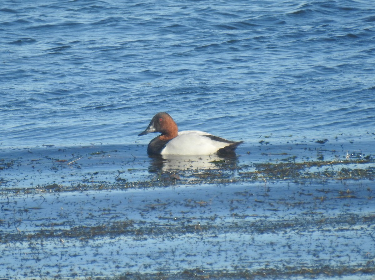 Murgilari bizkarzuria - ML645412902