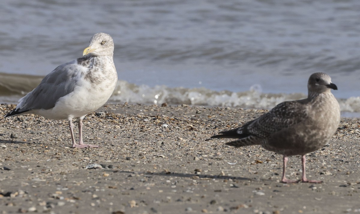 racek americký - ML645412903