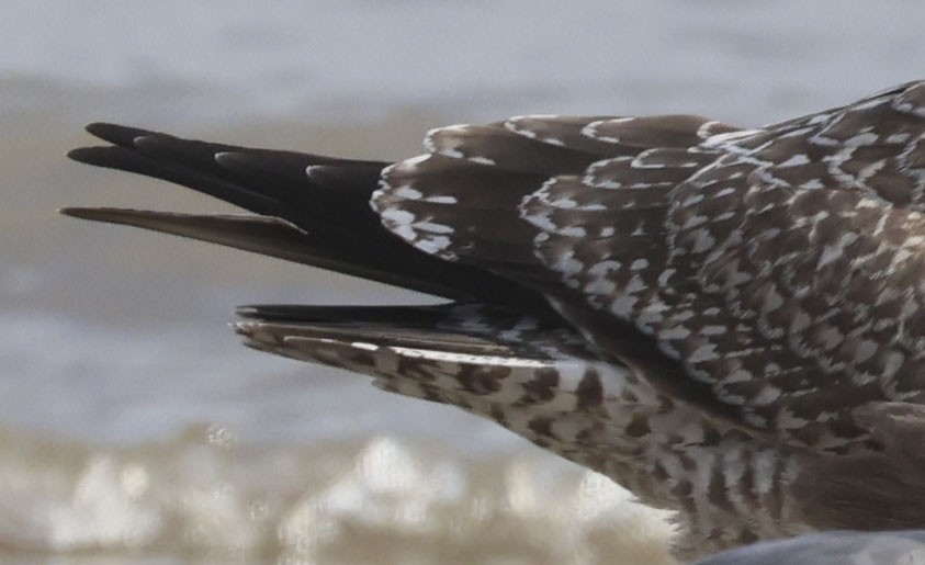 racek americký - ML645412908