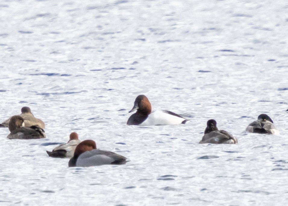 Murgilari bizkarzuria - ML645412913