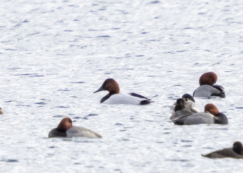 Murgilari bizkarzuria - ML645412914