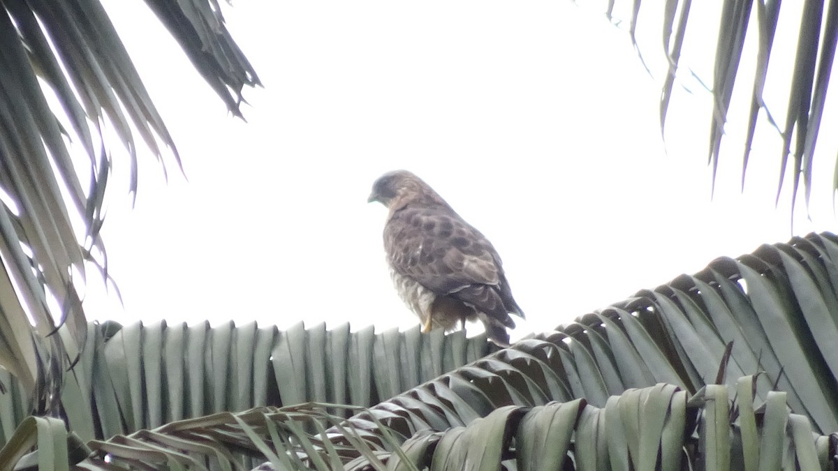 Канюк ширококрилий - ML645412921