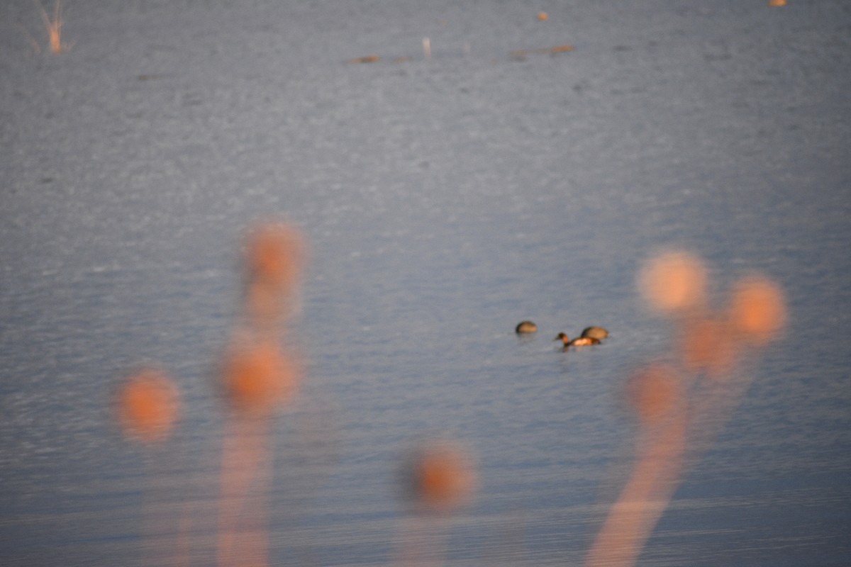 Морская чернеть - ML645412922