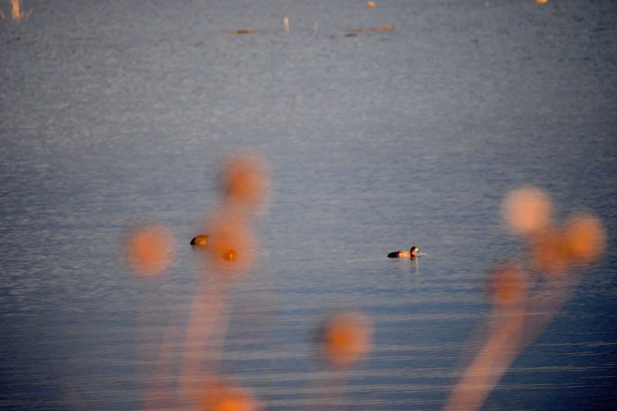 Морская чернеть - ML645412925