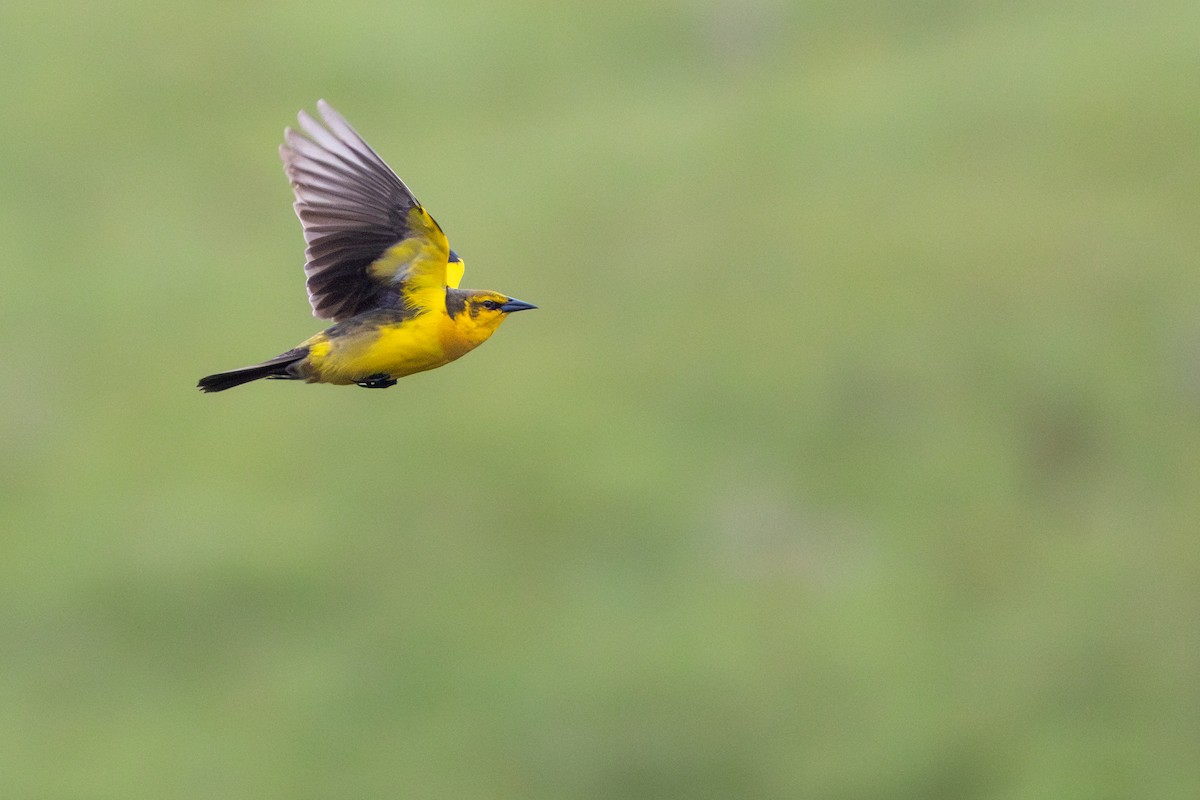 Saffron-cowled Blackbird - ML645412929