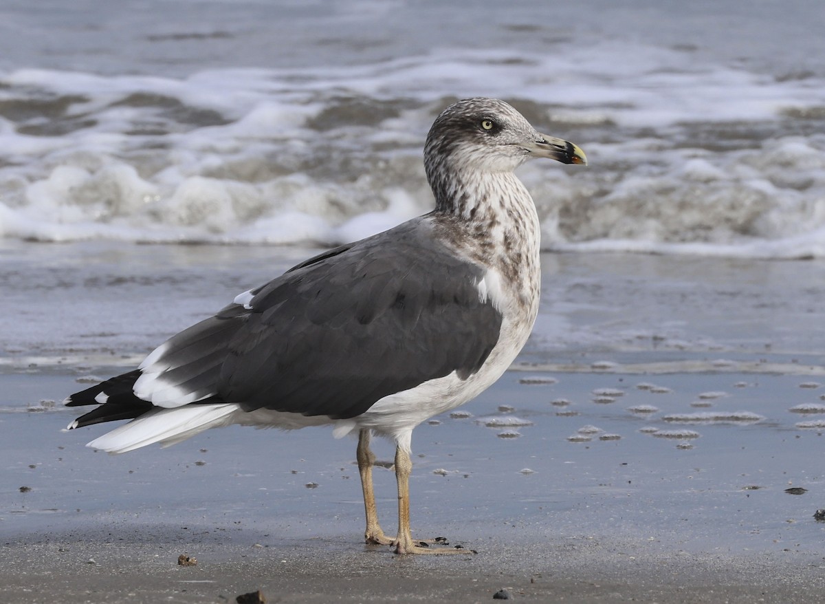 Zafferano - ML645412931