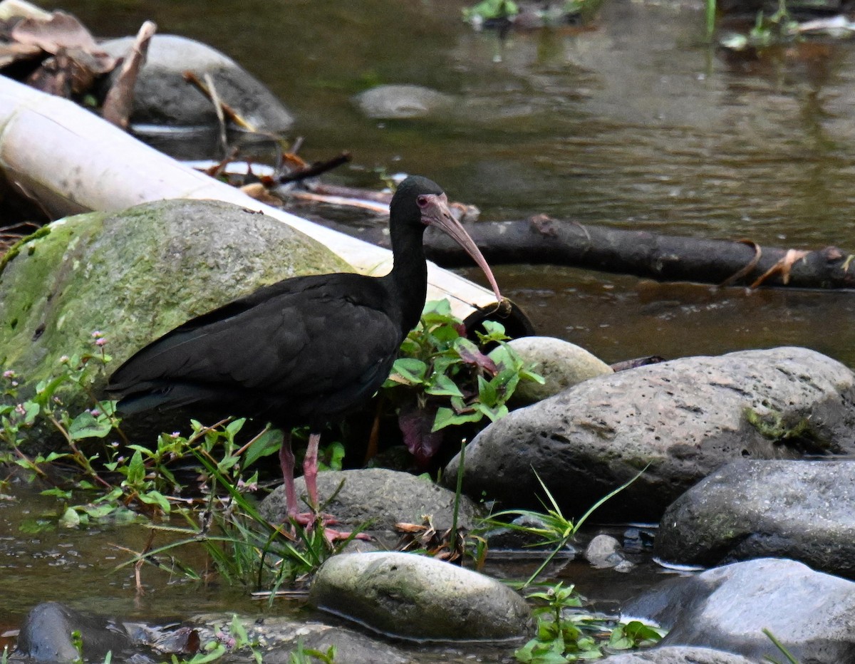 Ibis Afeitado - ML645412937