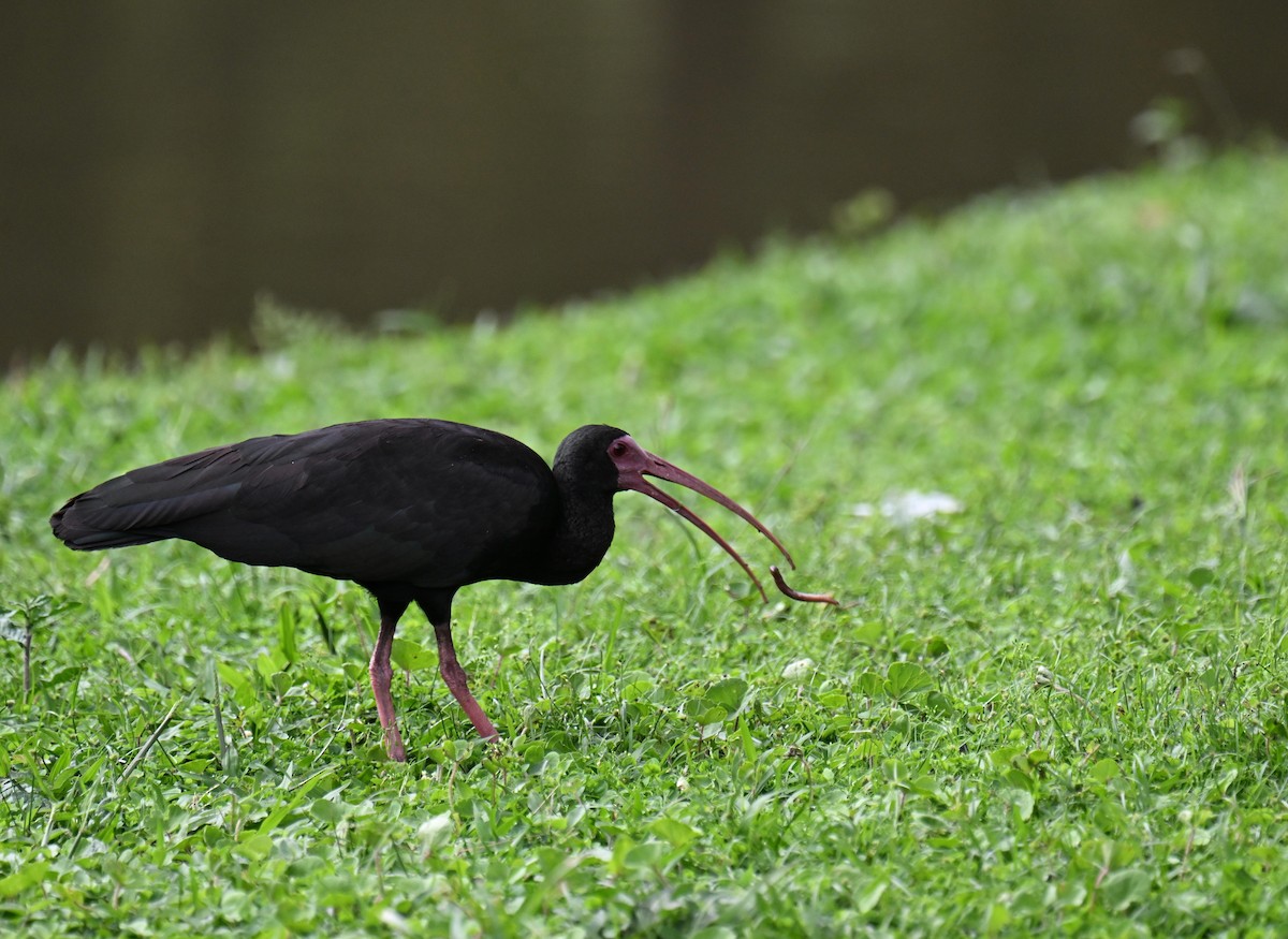 Ibis Afeitado - ML645412938