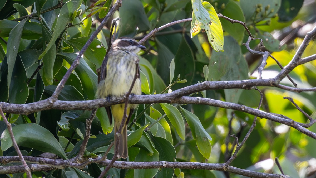 Piratic Flycatcher - ML645412939