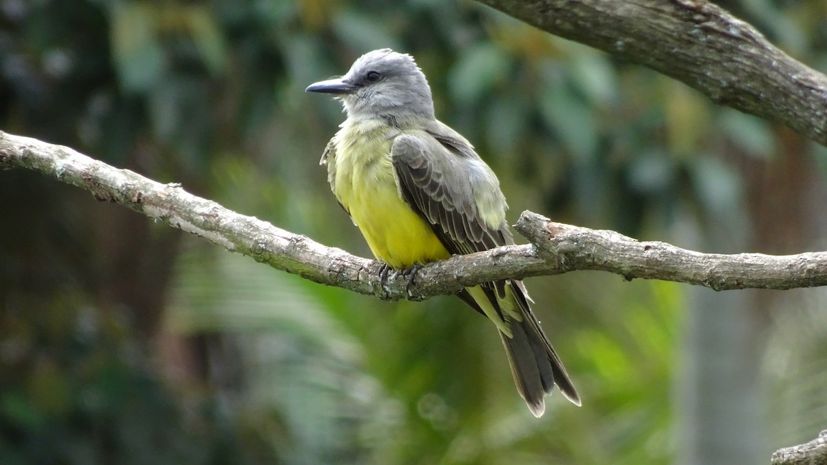Tropical Kingbird - ML645412949
