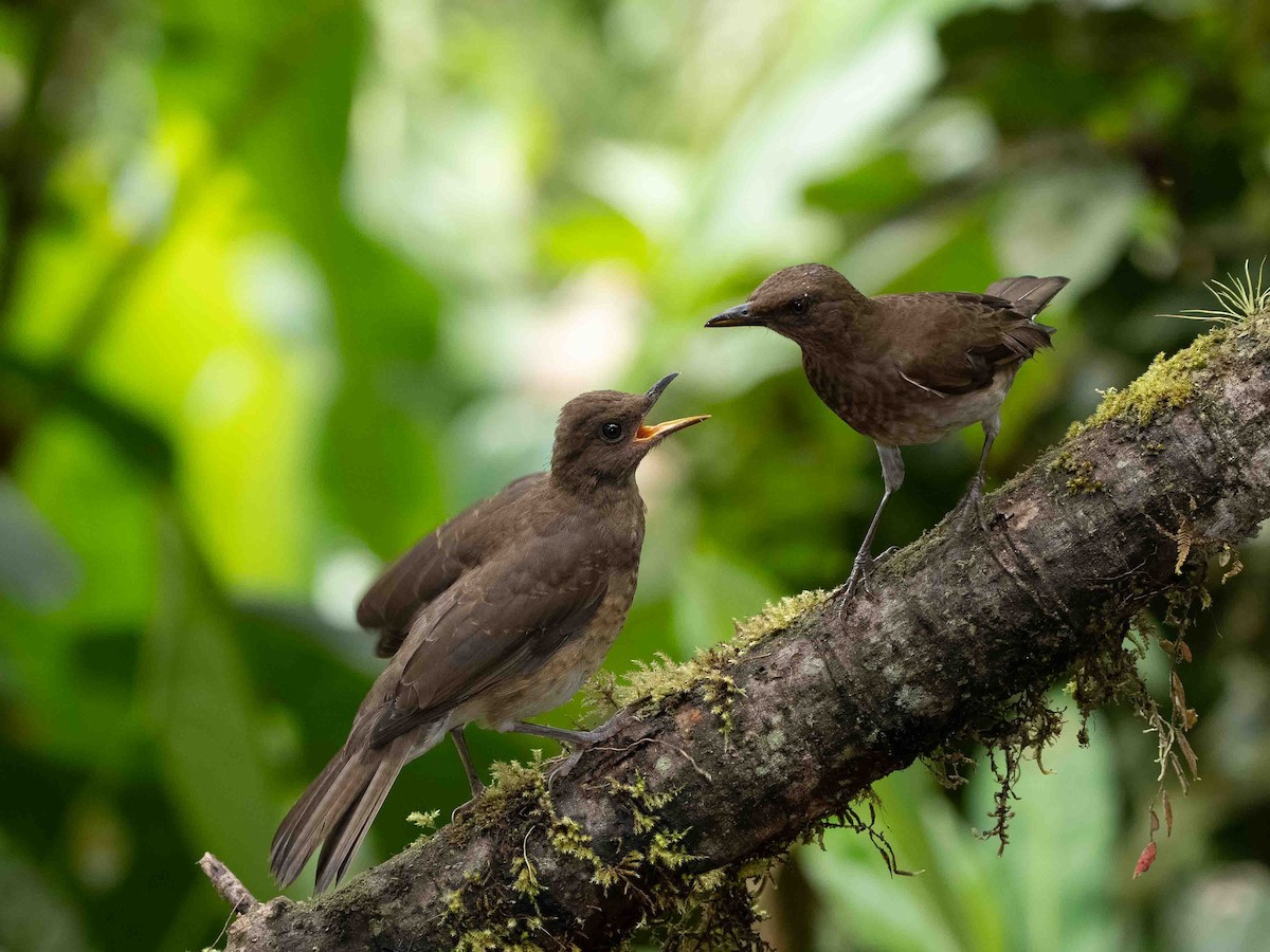 Zorzal Piquinegro - ML645412957