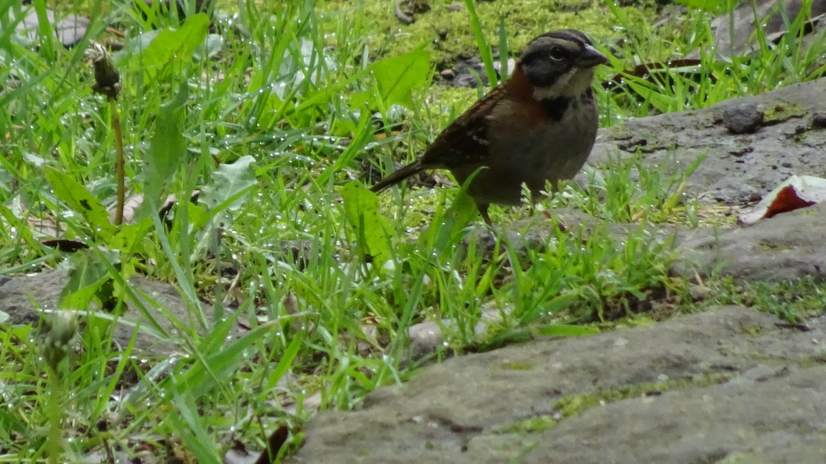 Rufous-collared Sparrow - ML645412965