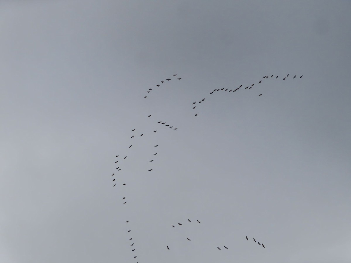 Sandhill Crane - ML645412969